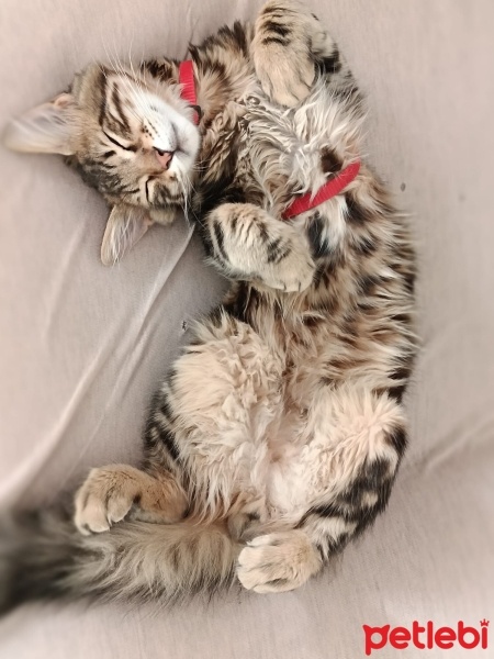 Tekir Kedi, Kedi  Mırmır fotoğrafı