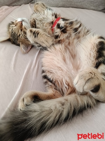 Tekir Kedi, Kedi  Mırmır fotoğrafı