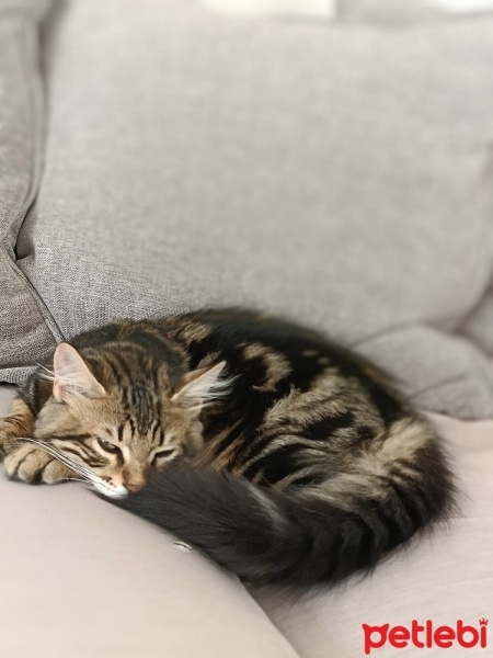 Tekir Kedi, Kedi  Mırmır fotoğrafı