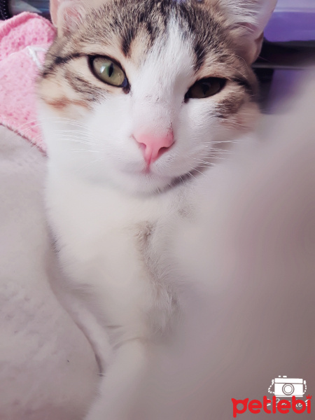 Tekir Kedi, Kedi  Paşa fotoğrafı