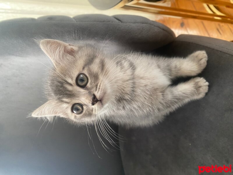 British Shorthair, Kedi  British shorthair ve longhair fotoğrafı