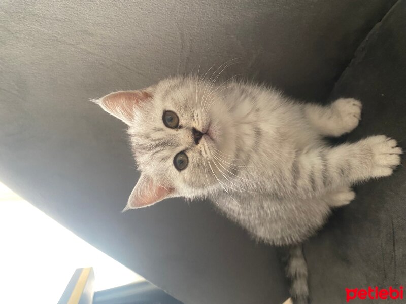 British Shorthair, Kedi  British shorthair ve longhair fotoğrafı