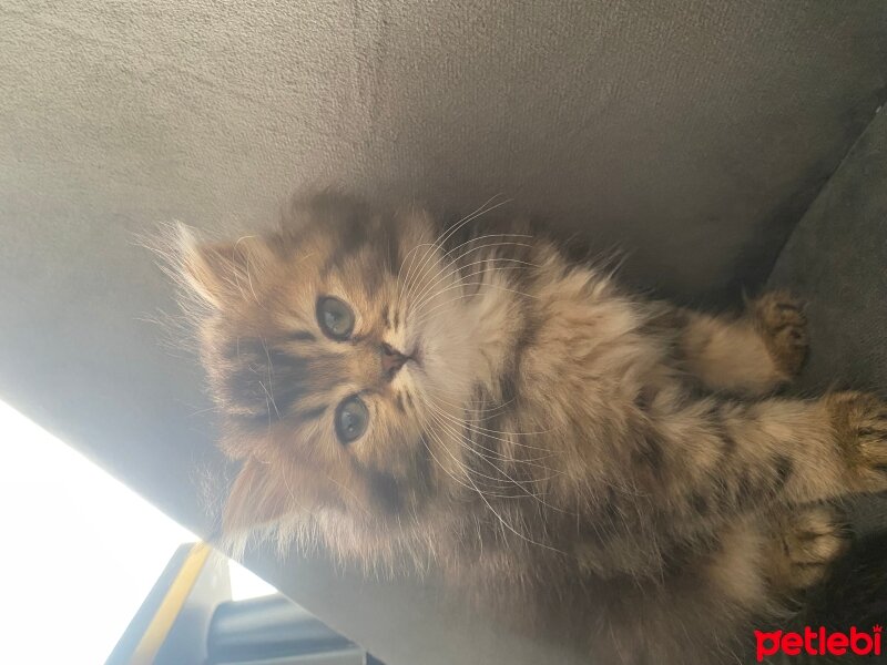 British Shorthair, Kedi  British shorthair ve longhair fotoğrafı