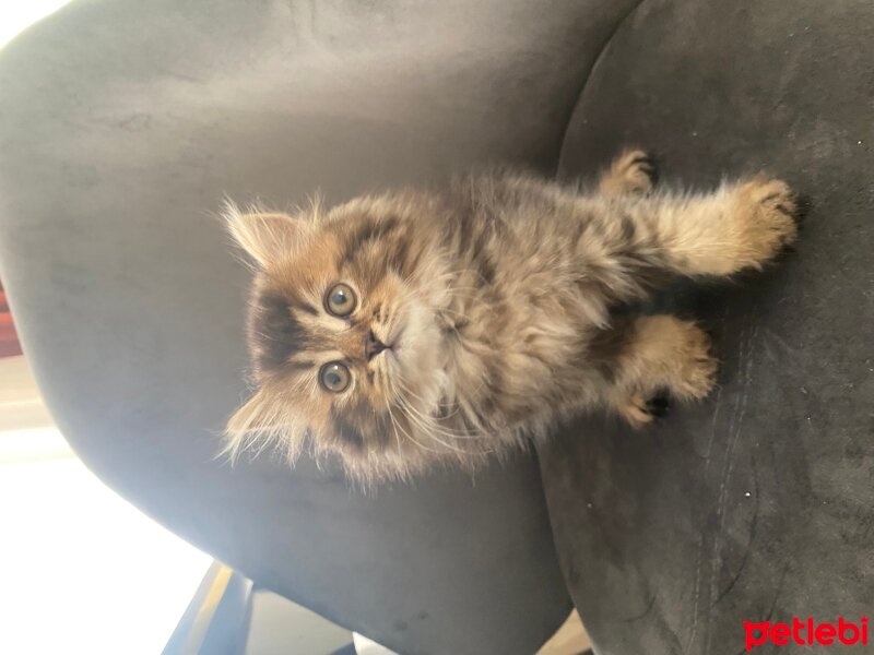 British Shorthair, Kedi  British shorthair ve longhair fotoğrafı