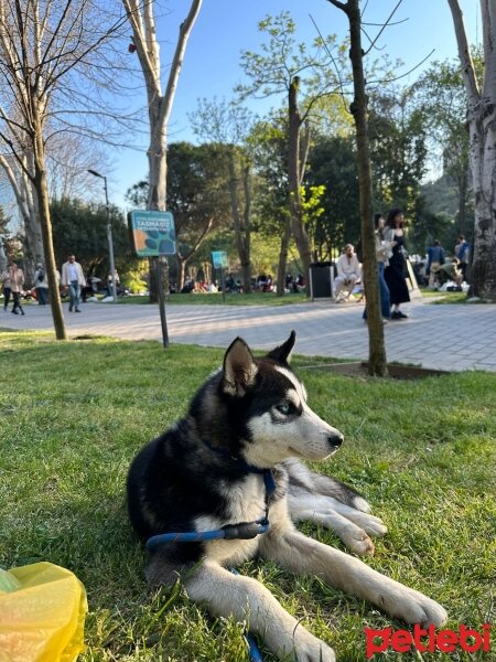 Sibirya Kurdu (Husky), Köpek  Lucy fotoğrafı