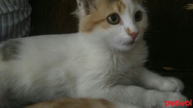 Tekir Kedi, Kedi  Hera fotoğrafı