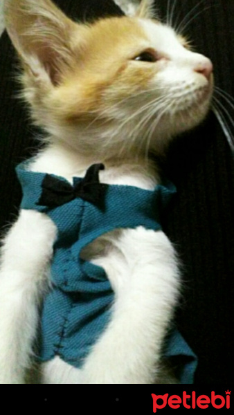 Tekir Kedi, Kedi  Hera fotoğrafı