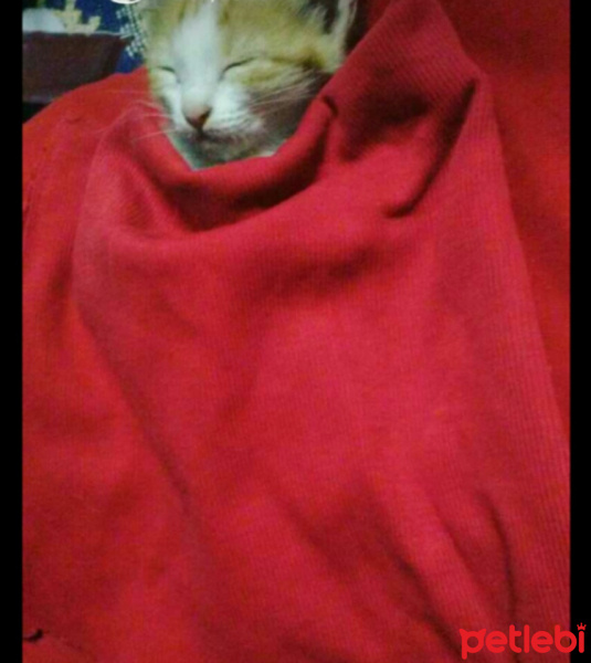 Tekir Kedi, Kedi  Hera fotoğrafı