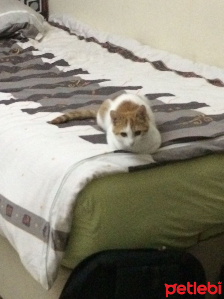 Tekir Kedi, Kedi  Hera fotoğrafı