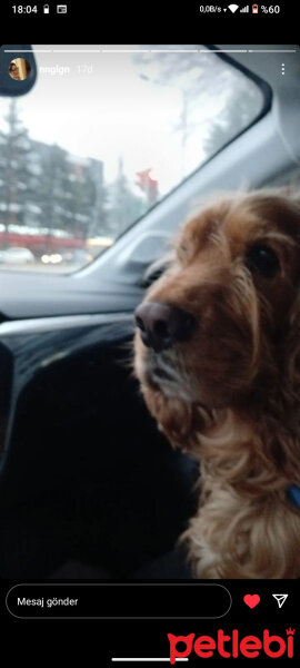 Amerikan Cocker Spaniel, Köpek  Zeplin fotoğrafı