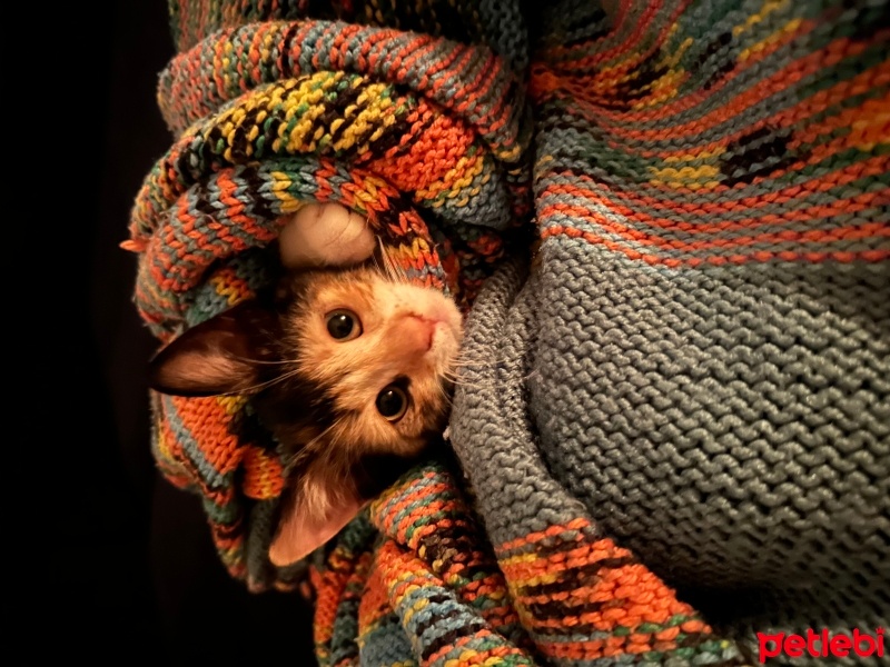 Tekir Kedi, Kedi  Viki fotoğrafı