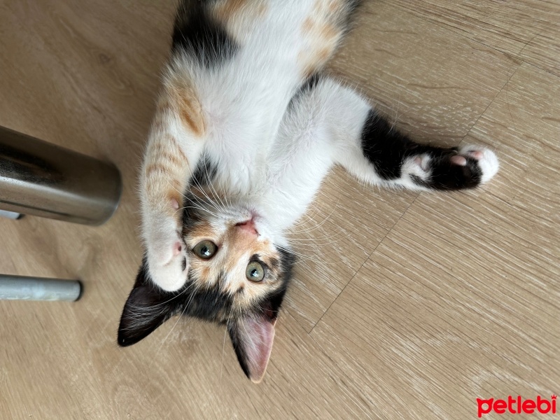 Tekir Kedi, Kedi  Viki fotoğrafı