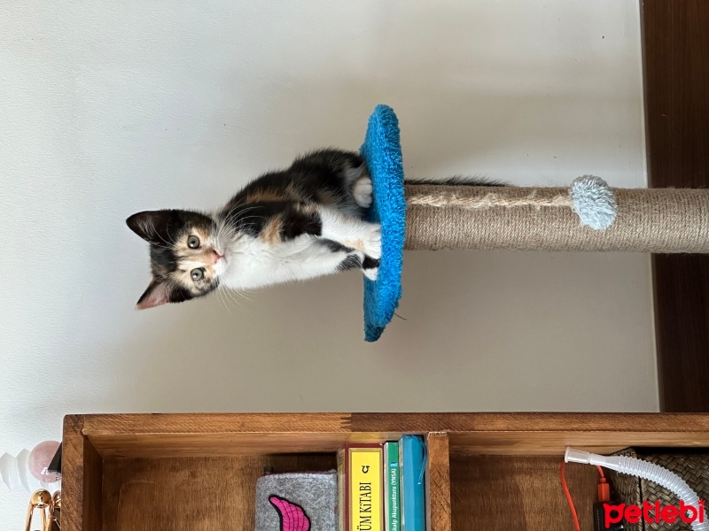 Tekir Kedi, Kedi  Viki fotoğrafı