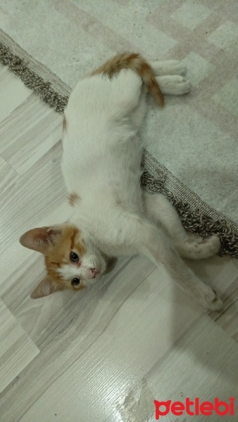 Sarman, Kedi  Şanslı fotoğrafı