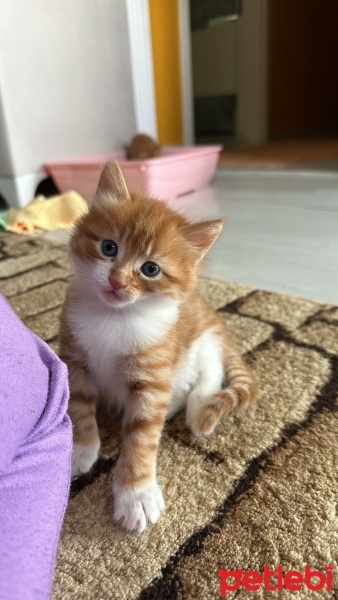 Sarman, Kedi  minik sarman fotoğrafı