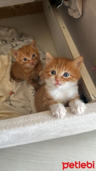 Sarman, Kedi  minik sarman fotoğrafı