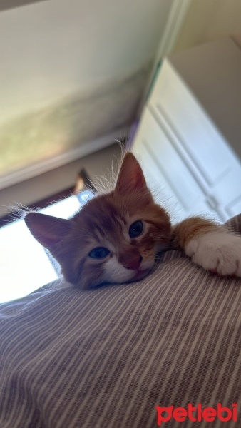 Sarman, Kedi  minik sarman fotoğrafı