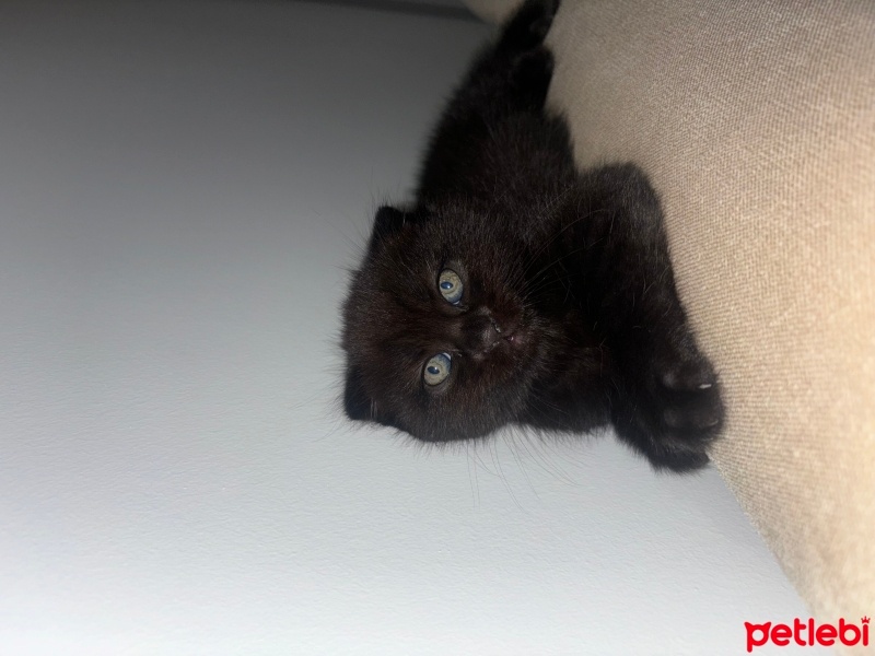 Scottish Fold, Kedi  Zeytin fotoğrafı