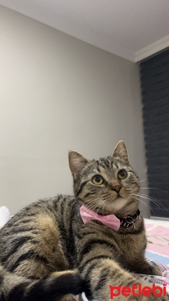 Tekir Kedi, Kedi  Chivas fotoğrafı