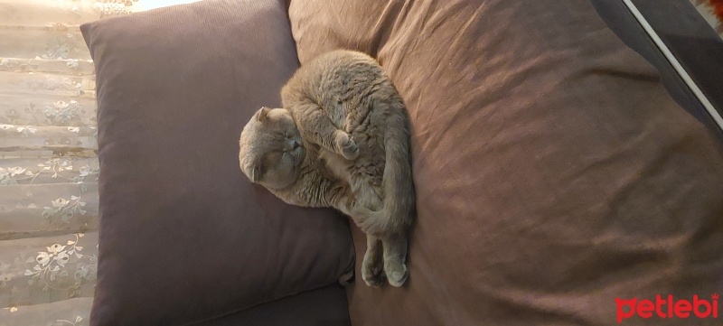 Scottish Fold, Kedi  Teddy fotoğrafı