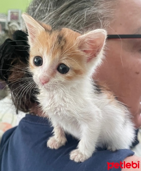 Soke, Kedi  Minny fotoğrafı