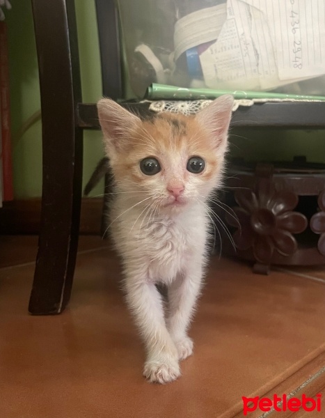 Soke, Kedi  Minny fotoğrafı