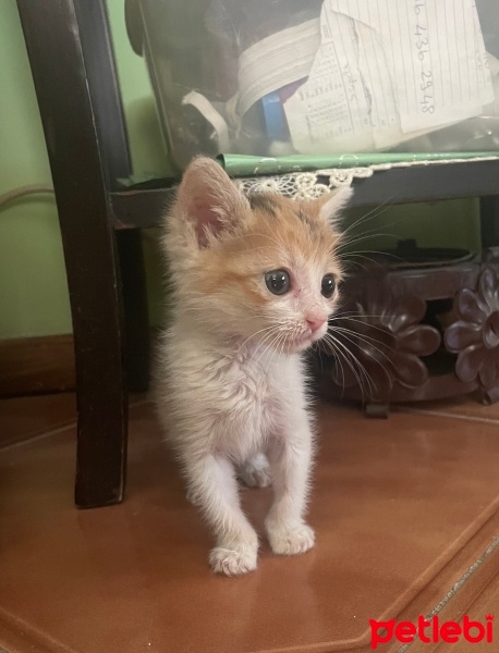 Soke, Kedi  Minny fotoğrafı