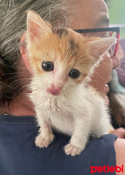 Soke, Kedi  Minny fotoğrafı