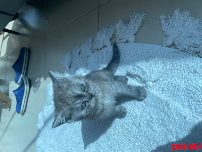 British Shorthair, Kedi  Afrodit fotoğrafı