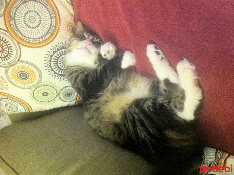 Tekir Kedi, Kedi  Limon fotoğrafı