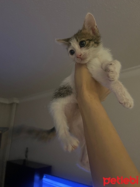 Tekir Kedi, Kedi  Sütlaç fotoğrafı