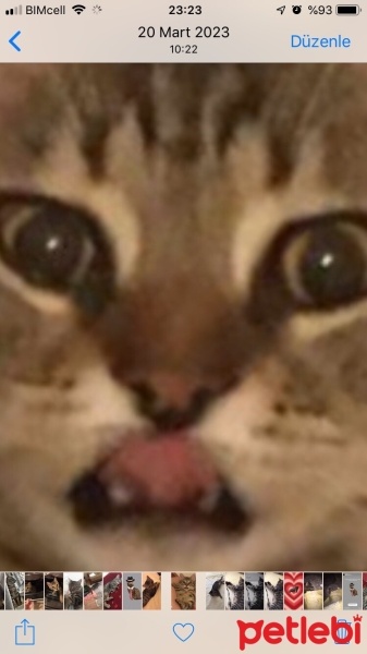 Tekir Kedi, Kedi  Bıdık fotoğrafı