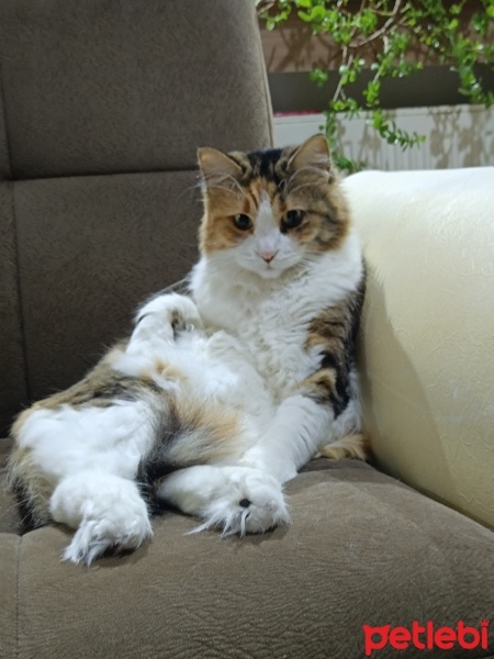 Tekir Kedi, Kedi  Bensu fotoğrafı
