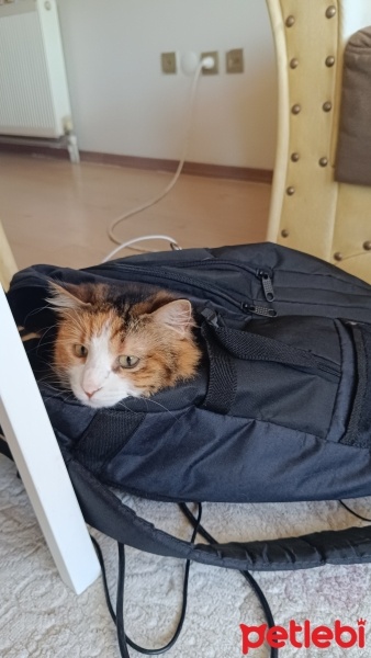 Tekir Kedi, Kedi  Bensu fotoğrafı