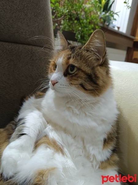 Tekir Kedi, Kedi  Bensu fotoğrafı