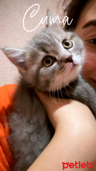 Brazilian Shorthair, Kedi  Çakır fotoğrafı