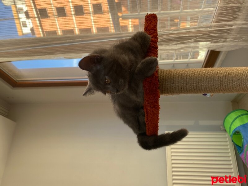 British Shorthair, Kedi  Çikolata fotoğrafı