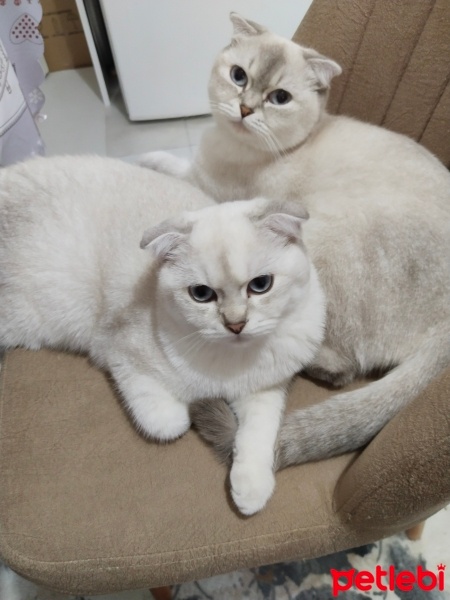 Scottish Fold, Kedi  Mia& yeti fotoğrafı