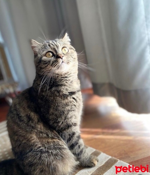 British Shorthair, Kedi  Penny fotoğrafı