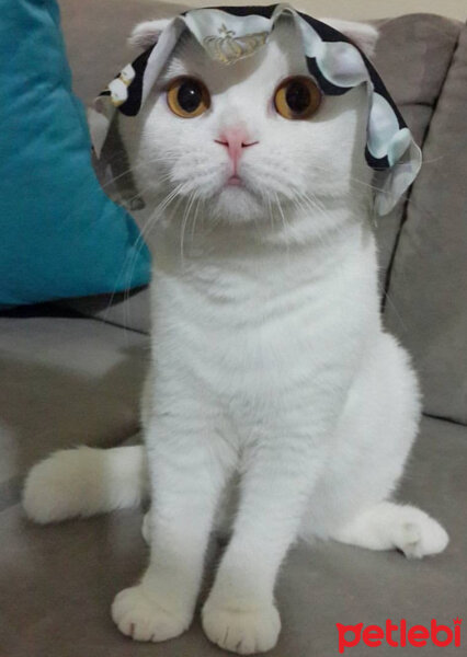 Scottish Fold, Kedi  Pamuk fotoğrafı