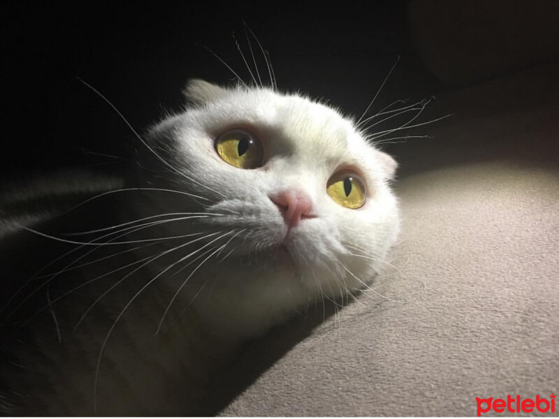 Scottish Fold, Kedi  Pamuk fotoğrafı