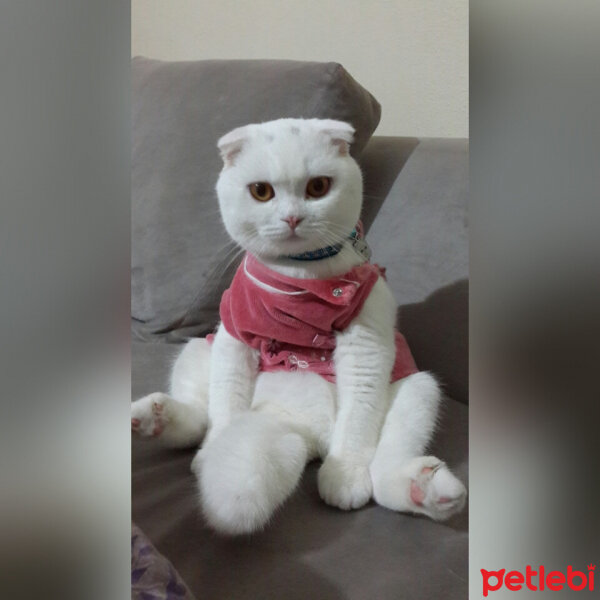 Scottish Fold, Kedi  Pamuk fotoğrafı