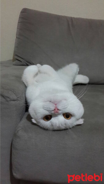 Scottish Fold, Kedi  Pamuk fotoğrafı