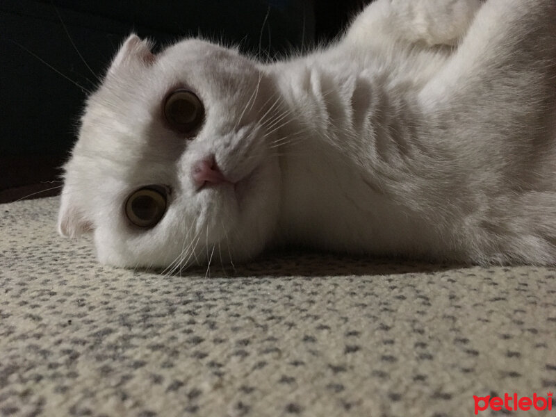 Scottish Fold, Kedi  Pamuk fotoğrafı