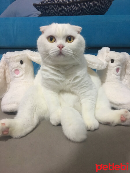 Scottish Fold, Kedi  Pamuk fotoğrafı