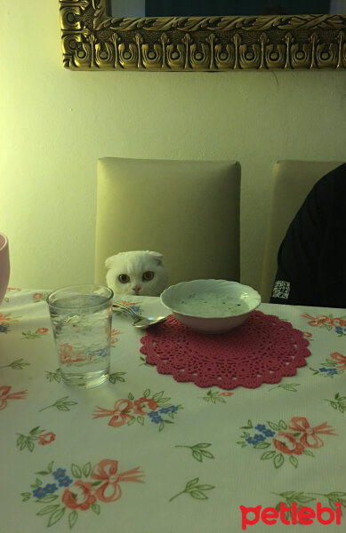 Scottish Fold, Kedi  Pamuk fotoğrafı