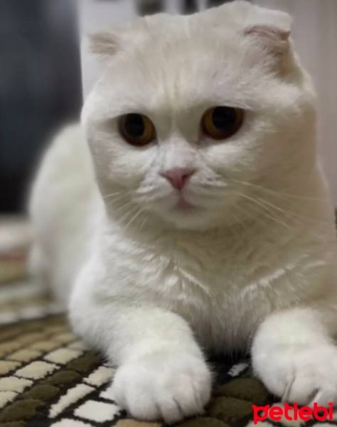 Scottish Fold, Kedi  Peri fotoğrafı