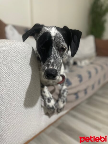 Pointer, Köpek  Kartus fotoğrafı