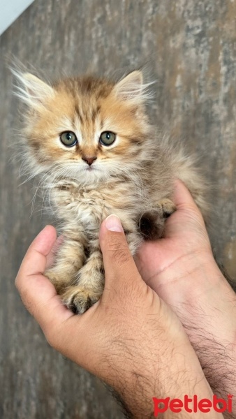 British Longhair, Kedi  Cesur fotoğrafı