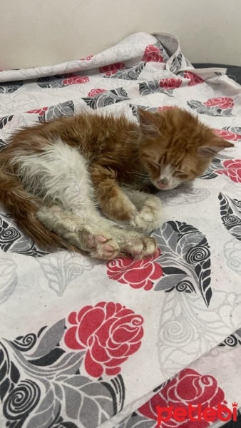 Sarman, Kedi  tarçın fotoğrafı